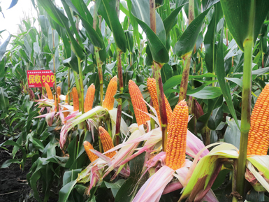 保收909玉米品种通过黑龙江省审定